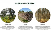 Campanha de Subscri��o de Seguro Florestal 2026