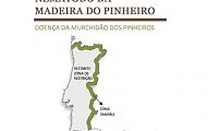 Nemtodo da madeira do pinheiro - Obrigatoriedade de corte de pinheiros secos e doentes 