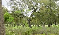 Projeto Terraprima - Fundo Portugus de Carbono: Candidaturas encerradas