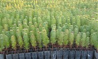 Legislao: Aes de arborizao e rearborizao - em vigor a 17 de Outubro