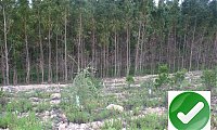 Norma FSC de Gestão Florestal para Portugal - em Consulta pública de 12 de Outubro até 12 de Novembro 