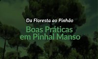 Da Floresta ao Pinh�o | Boas Pr�ticas em Pinheiro Manso