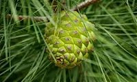 A APFC no PINEA SPOT