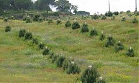 Enxertia de Pinheiro Manso - Campanha 2023