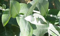 Protocolo cedncia de plantas de Eucalipto | Outono 2023