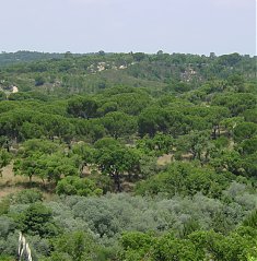 Reforma da Floresta - A CAP d voz  Floresta Portuguesa.