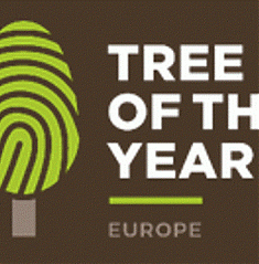  Árvore Europeia do Ano 2021