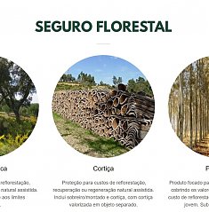 Campanha de Subscri��o de Seguro Florestal 2026