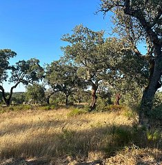 Zona de Interveno Florestal da Ribeira de Lavre| Plano de Gesto Florestal