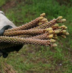 Garfos para Enxertia de Pinheiro Manso 