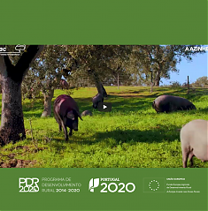 Gesto de reas de montado de azinho