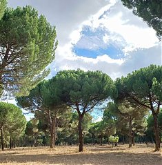 1 de novembro | Antecipao do prazo de Colheita da Pinha