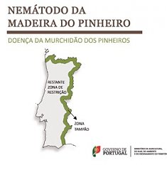 Nemtodo da madeira do pinheiro - Obrigatoriedade de corte de pinheiros secos e doentes 