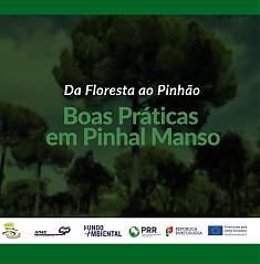 Da Floresta ao Pinh�o | Boas Pr�ticas em Pinheiro Manso