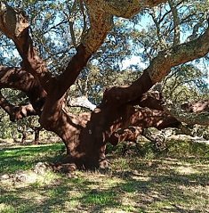 21 de Maro | Dia internacional da Floresta