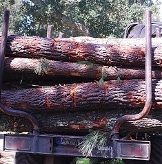 Governo probe o corte de pinheiros saudveis durante 180 dias